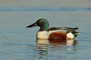 Northern Shoveler