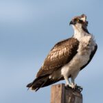Osprey