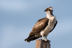 Osprey