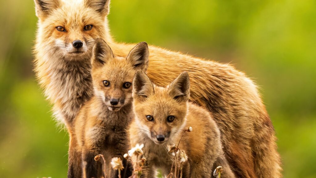 Meet the Red Fox, Nature’s Agile, Curious, and Opportunistic Feeder