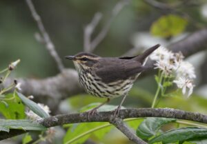 Northern Waterthrush