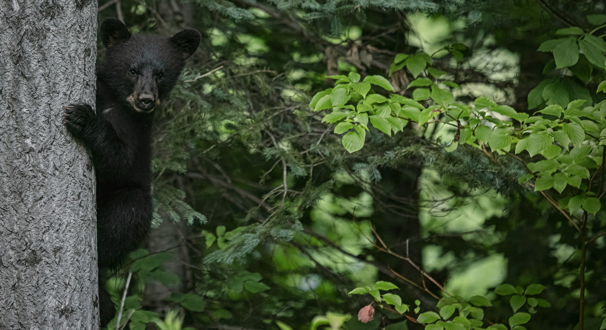 The Bare Facts on Black Bears - Nature Canada