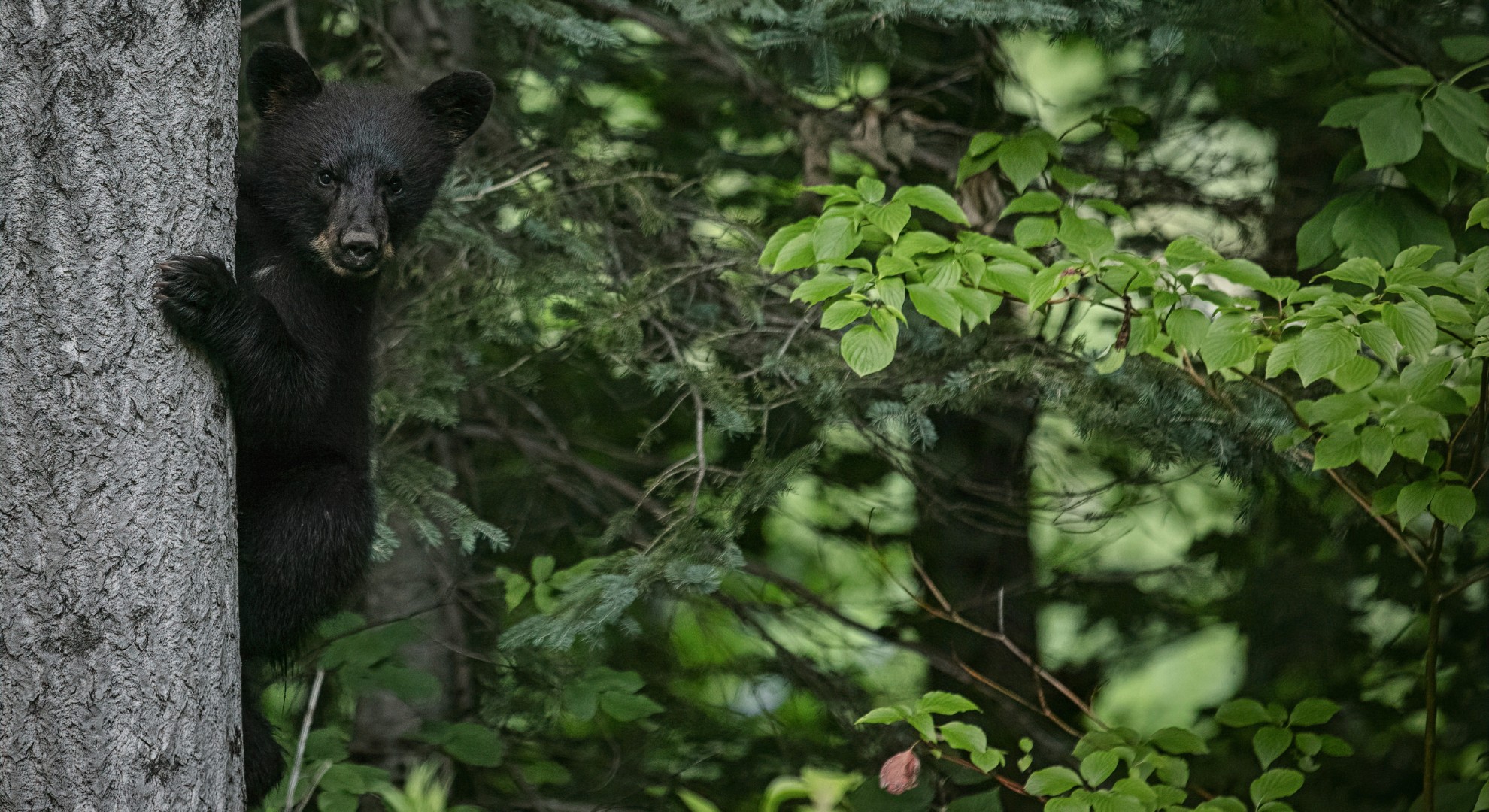 Nature: Black bears 