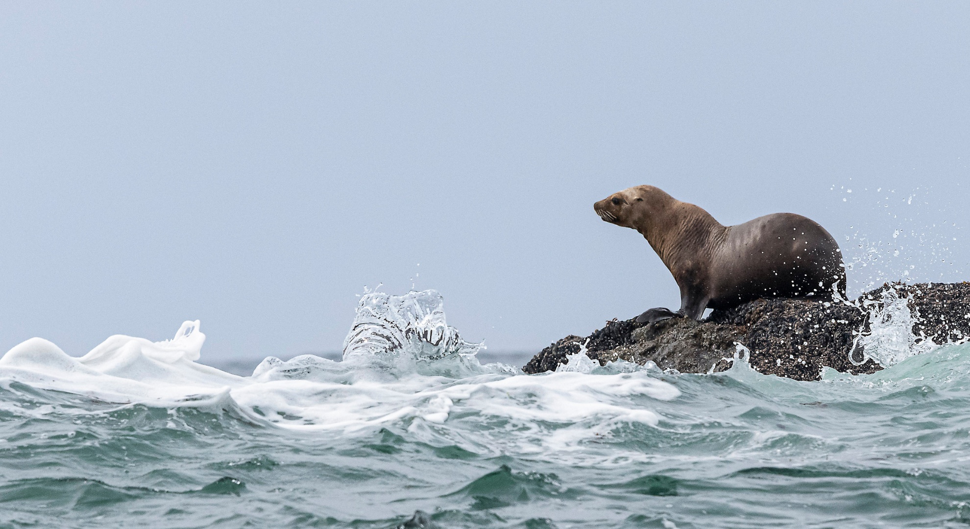 Wat is het verschil tussen een zeehond en een zeeleeuw?