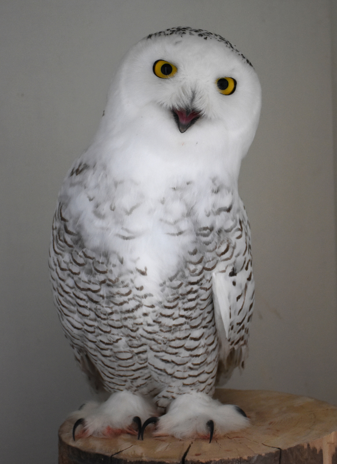 Snowy Owl BCRR