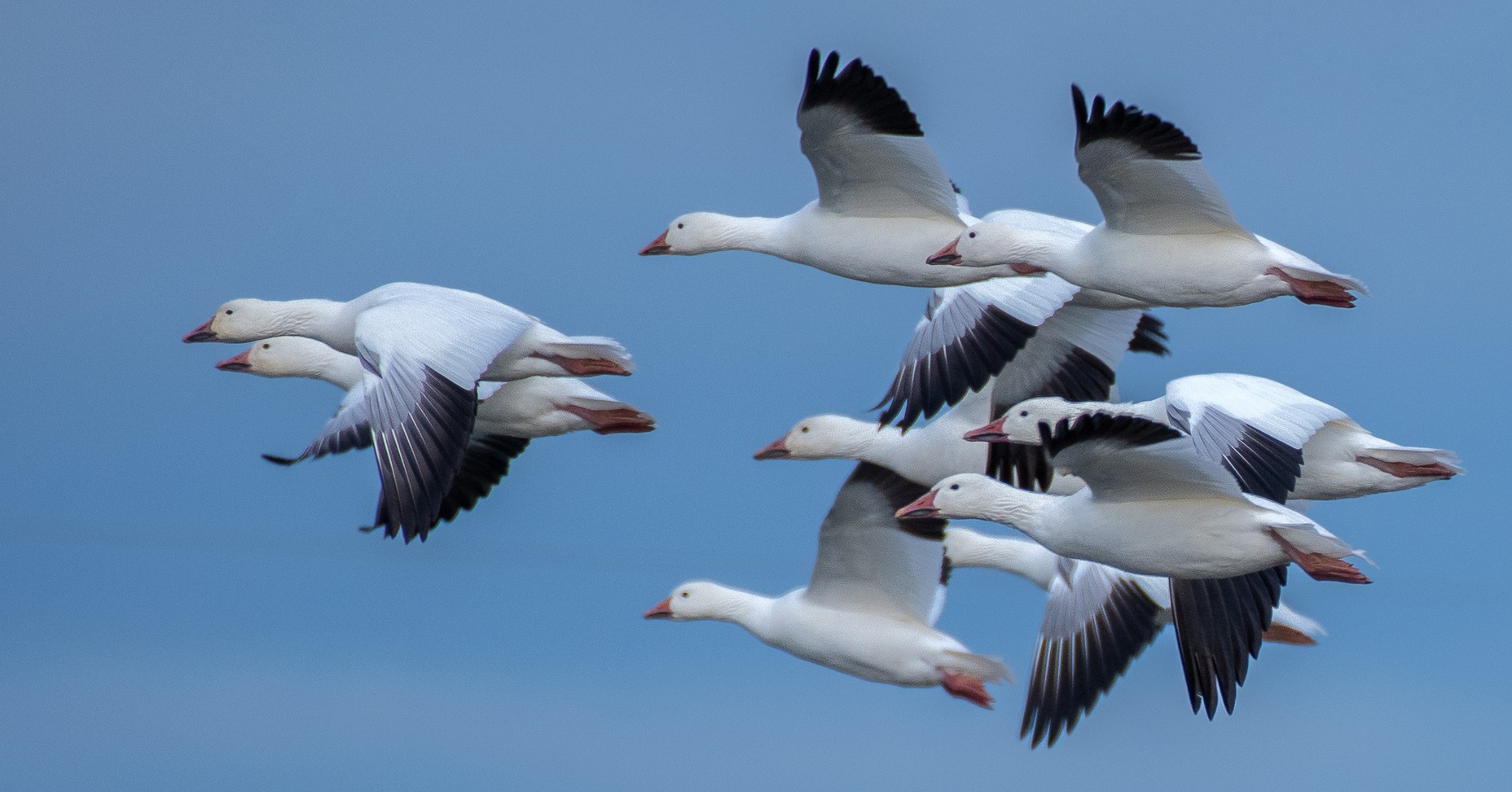 Een eerbetoon aan Julie Gelfand, de nieuwste Pimlott Award-winnaar van Nature Canada