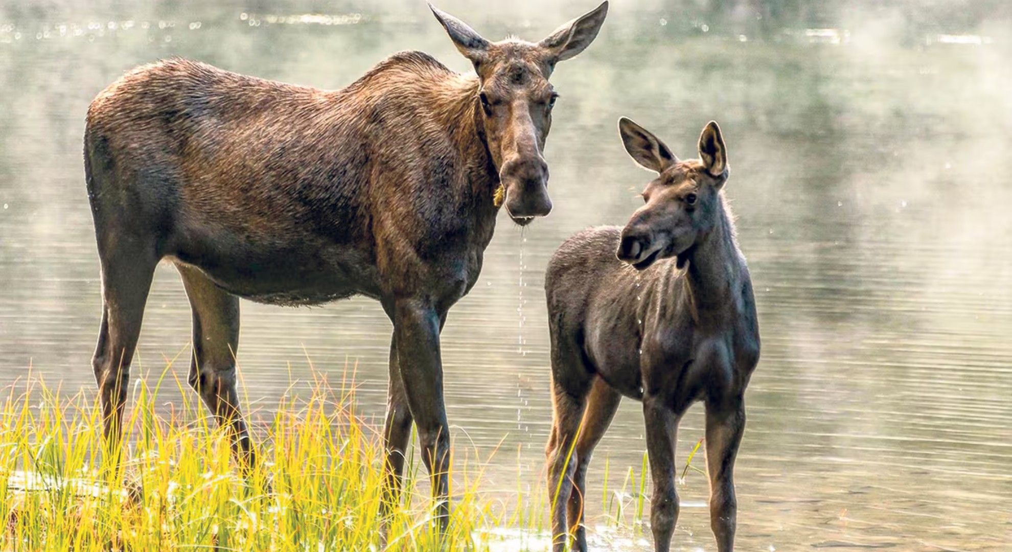 the-hill-times-canada-has-a-chance-to-lead-on-the-world-stage-with-an