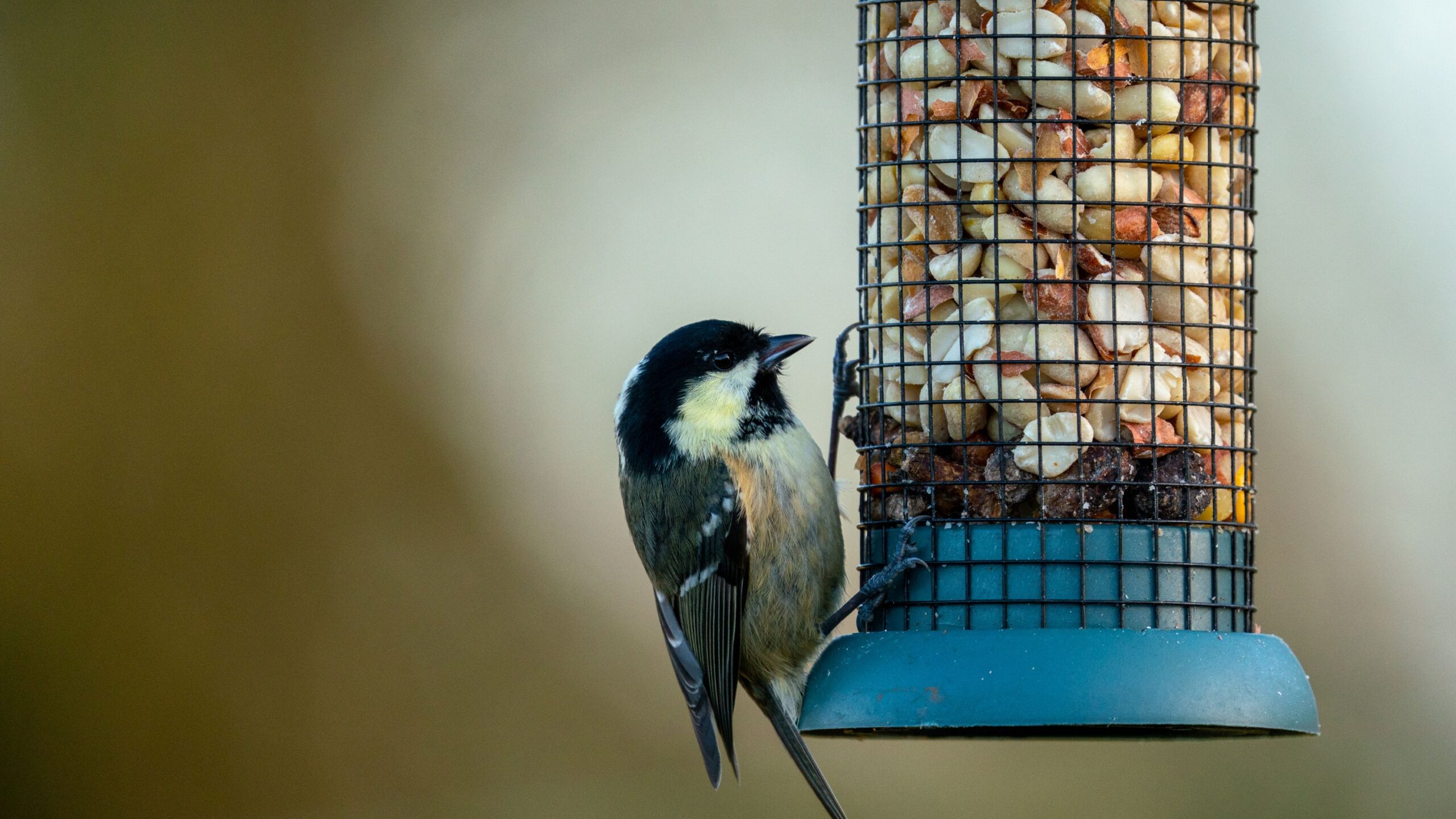 From Glass to Grassroots: Reducing Bird-Window Collisions with Feather ...