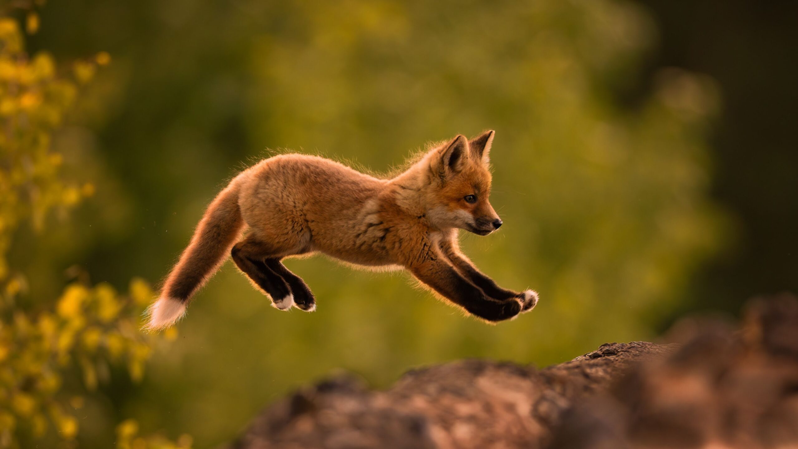 Nature Heroes - Nature Canada