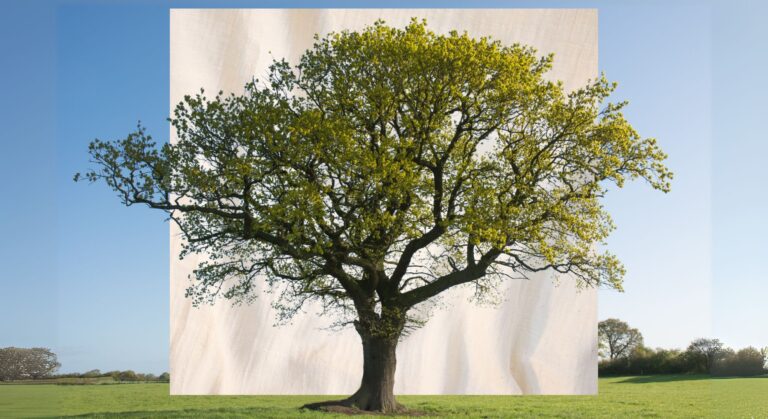 Should Nature Have Rights Should Nature Have Rights? - Nature Canada