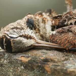 dead woodcock with bug on it