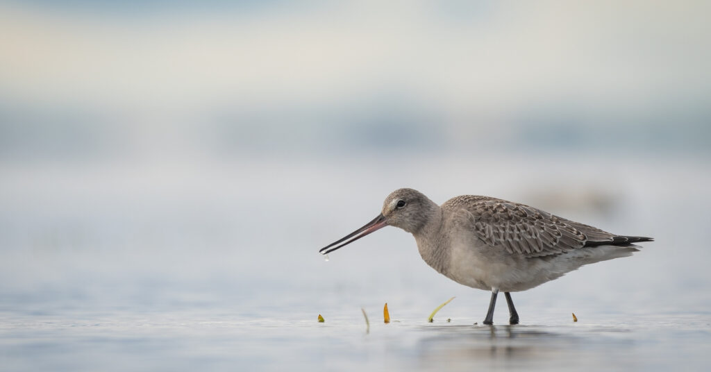 Lory-Antoine Cantin - Hudsonian Godwit