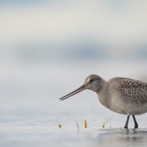 Lory-Antoine Cantin - Hudsonian Godwit