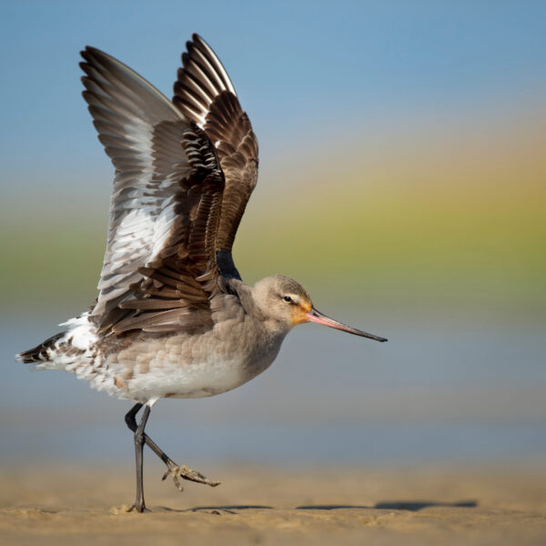 A,Hudsonian,Godwit,Stretches,Its,Wings,On,A,Sand,Bar