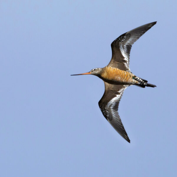 Adult,Male,Hudsonian,Godwit,(limosa,Haemastica),In,Summer,Plumage,Displaying