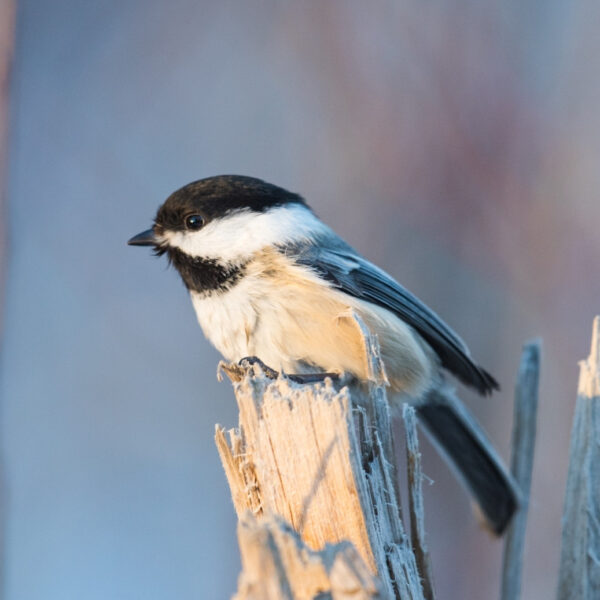 Black-Capped Chickadee Black-Capped Chickadee
