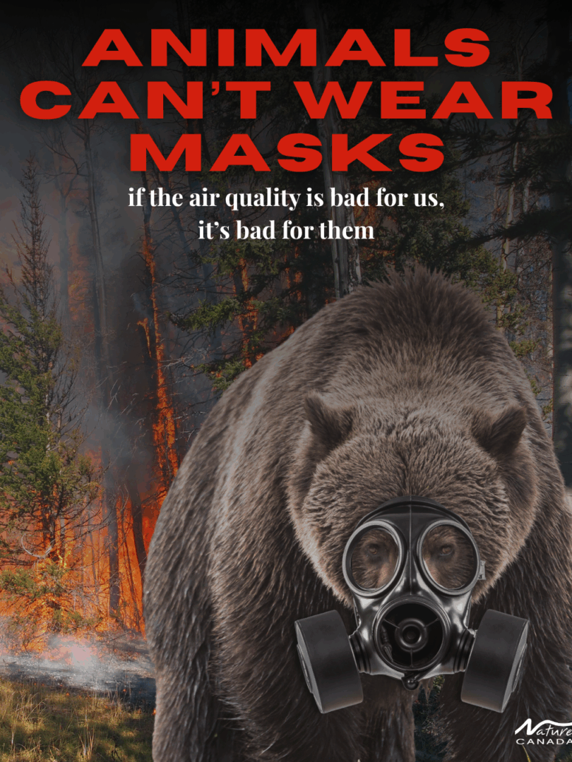 Wildfire Bears Can't Wear Masks