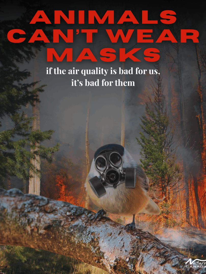 Wildfire Birds Can't Wear Masks
