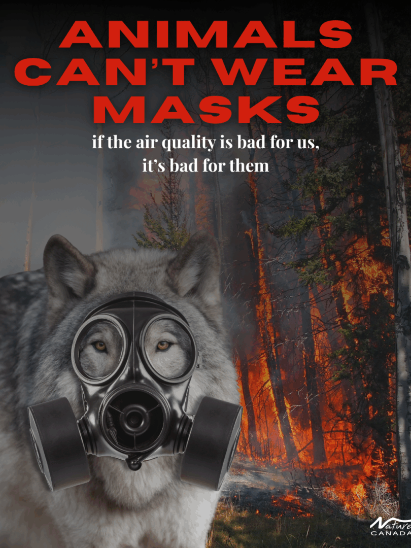 Wildfire Wolves Can't Wear Masks