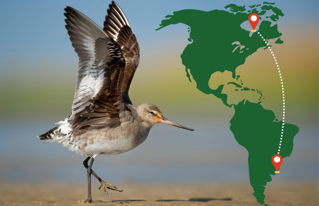 A Hudsonian Godwit bird with open wings landing by a map showing a flight path between North and South America with location markers.