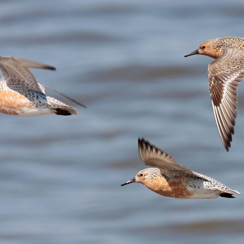Save Our Shorebirds - Three red knots flying over water.