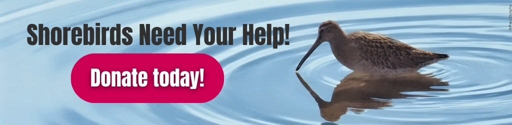 picture of a shorebird in water with text overlay that says "shorebirds need your help!" and a pink button that has text that reads "donate today!"
