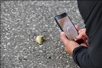 Someone taking a picture of a bird with a smart phone