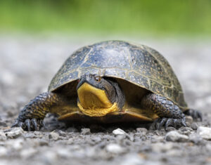 Nina Stavlund . Blandings Turtle Blandings Turtle on road
