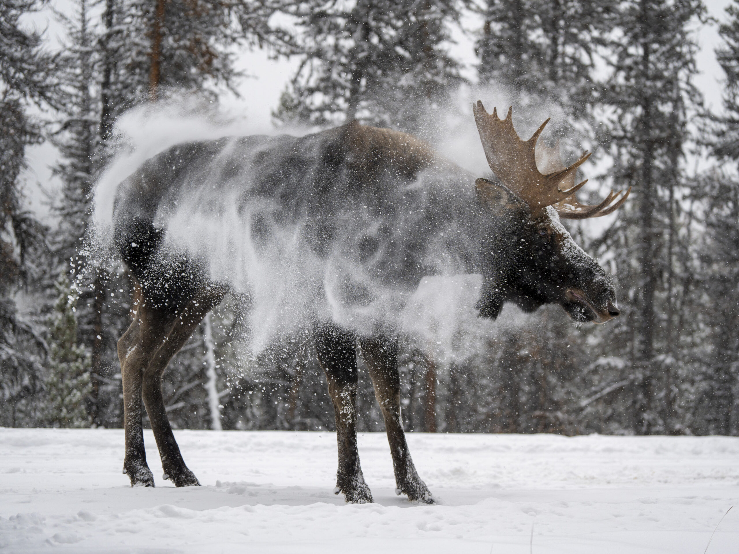 The 2025 Nature Photo Contest Winner is… - Nature Canada