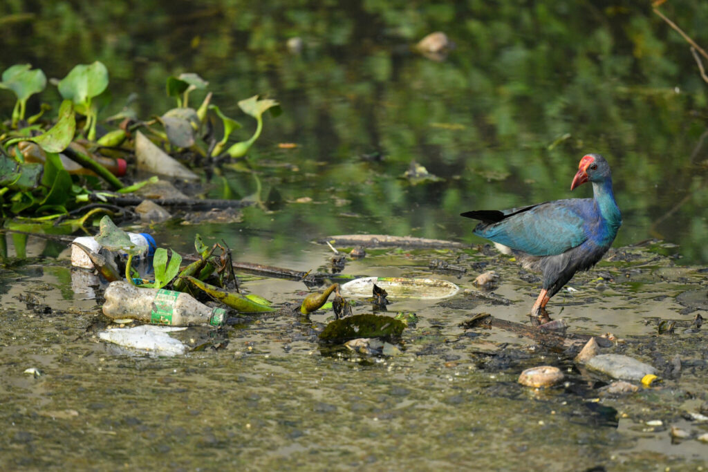 The Scientists Making the Case for Nature’s Rights – Why Do We Need Rights of Nature in Wetlands?