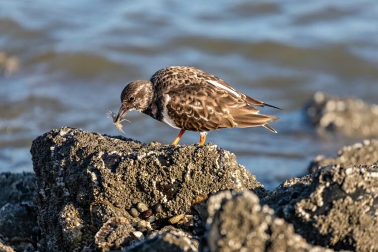 Ruddy Turnstone