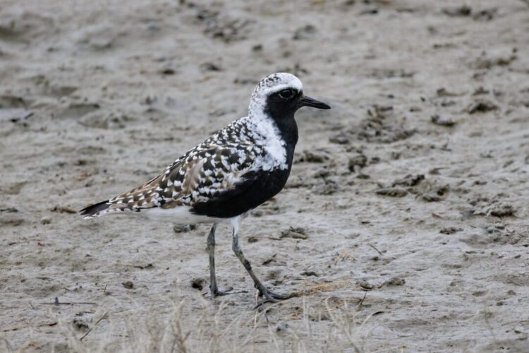 Black Bellied Plover