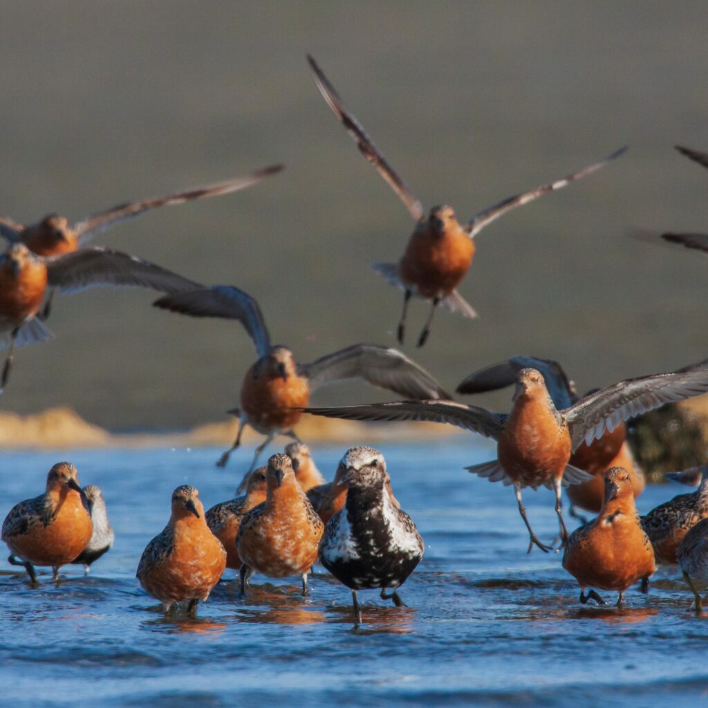Black-bellied plovers and red knots