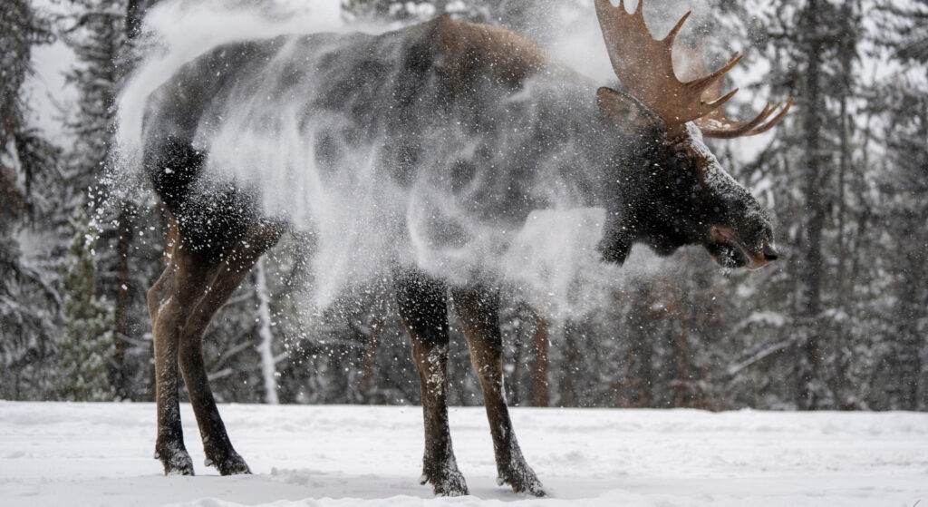 bull moose in canada winter