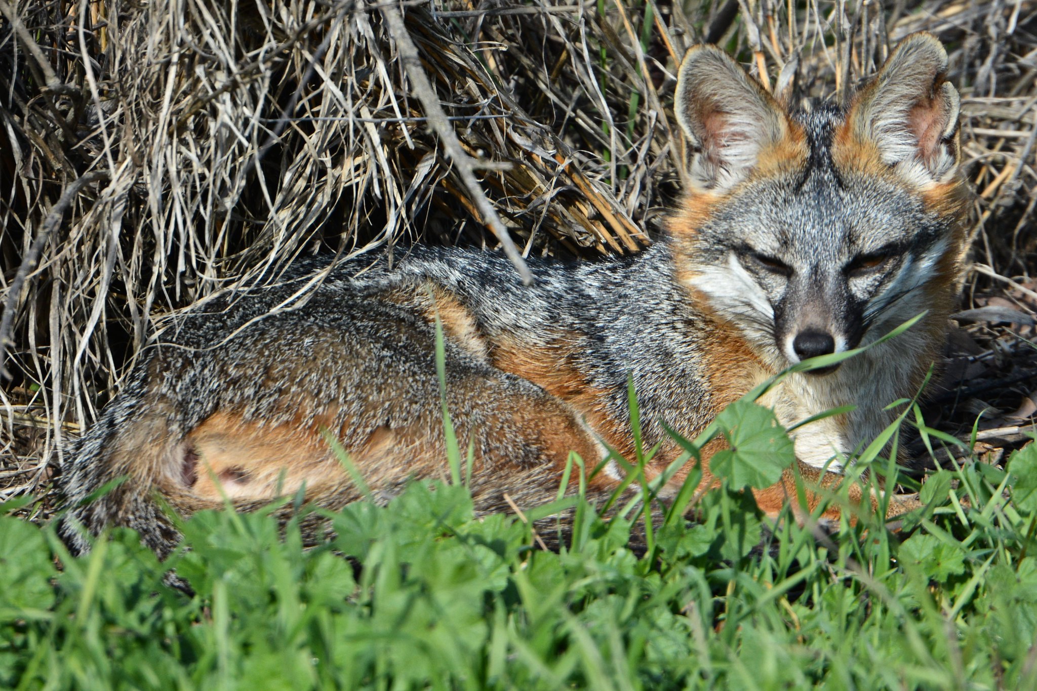 The Fantastic Four Foxes of Canada - Nature Canada