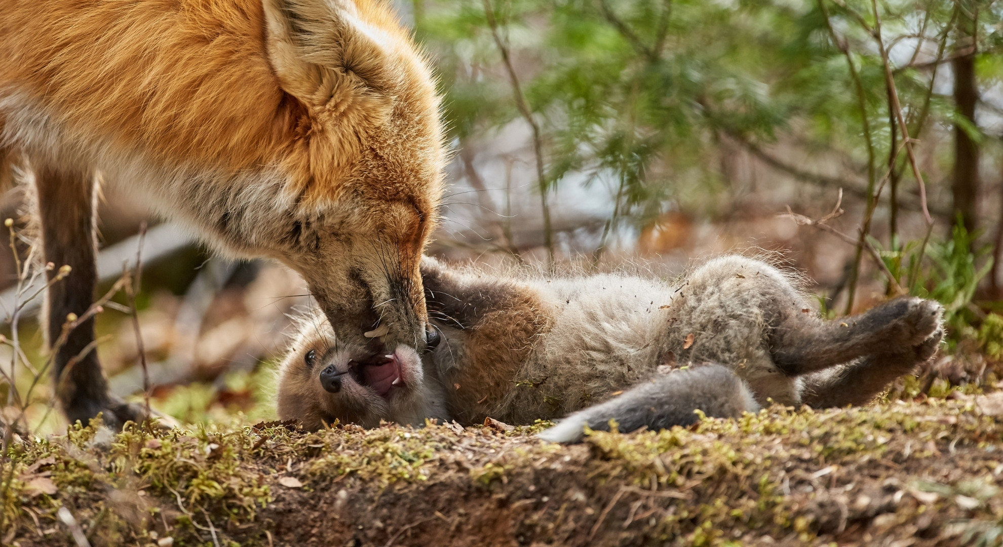 The Fantastic Four Foxes of Canada - Nature Canada
