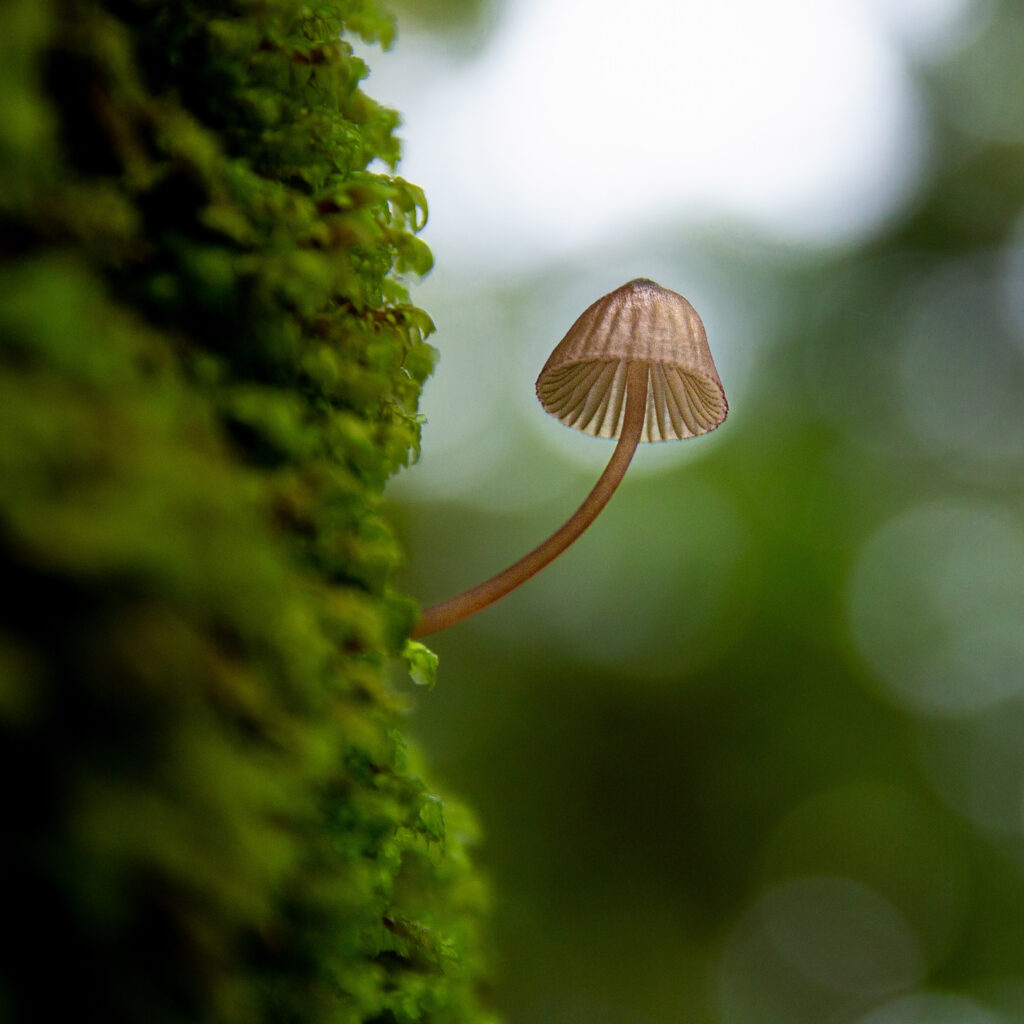 A macro, shallow-depth-of-field photograph of a tiny, delicate brown mushroom growing horizontally from the side of a moss-covered tree trunk. The mushroom has a thin, translucent stem and a bell-shaped cap with visible ridges. The background is a soft, out-of-focus bokeh of green and white light, emphasizing the small scale of the fungi.