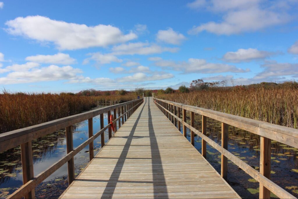 Becoming Part of the Marsh: A Year of Wetland Conservation at Wye Marsh Wildlife Centre