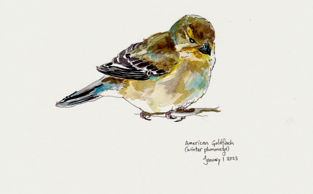 FINAL - American goldfinch 1_Meredith Blunt