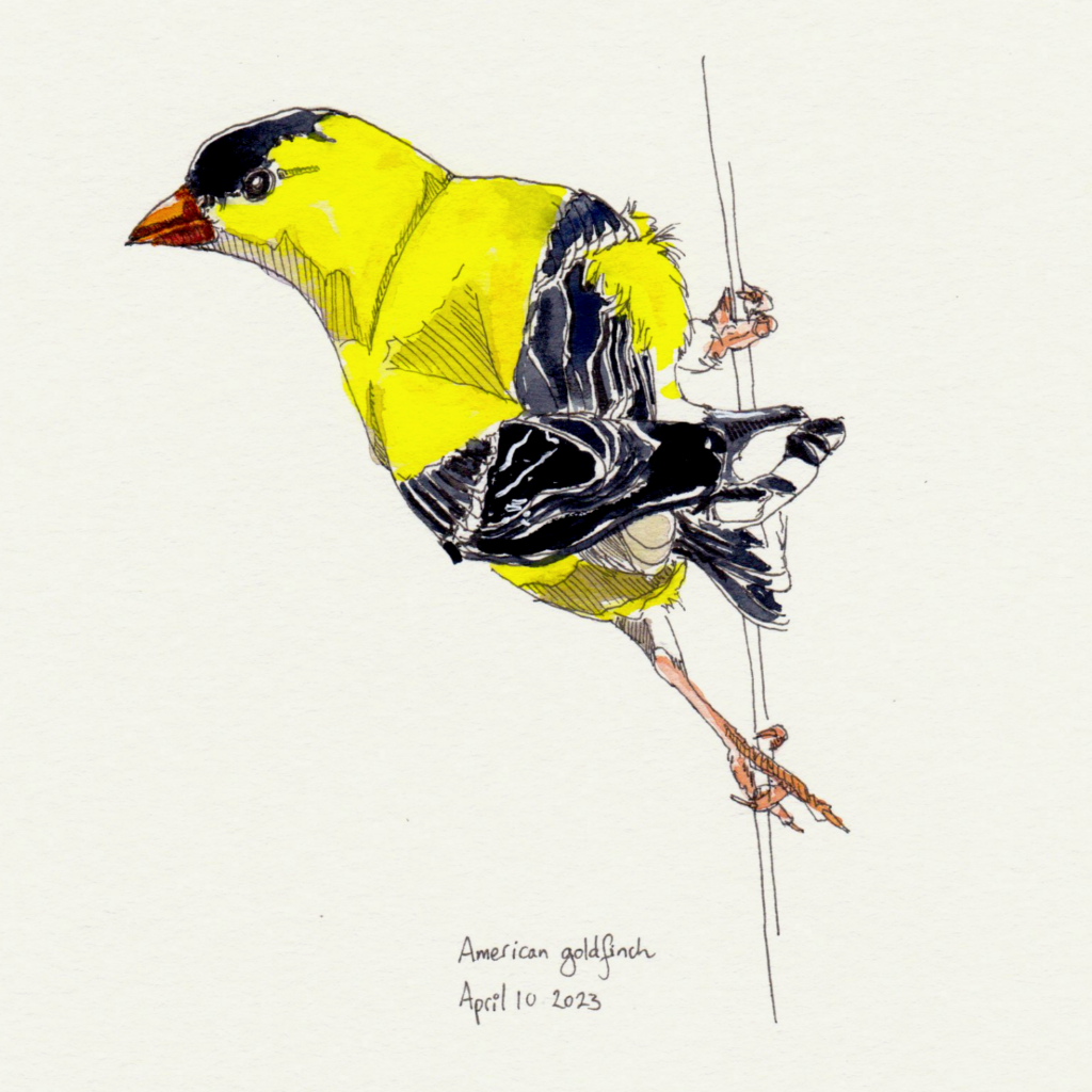 FINAL Goldfinch 3_Meredith Blunt