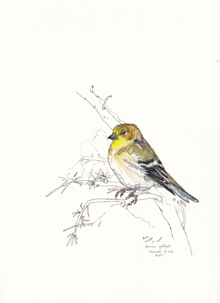 FINAL goldfinch 4_Meredith Blunt