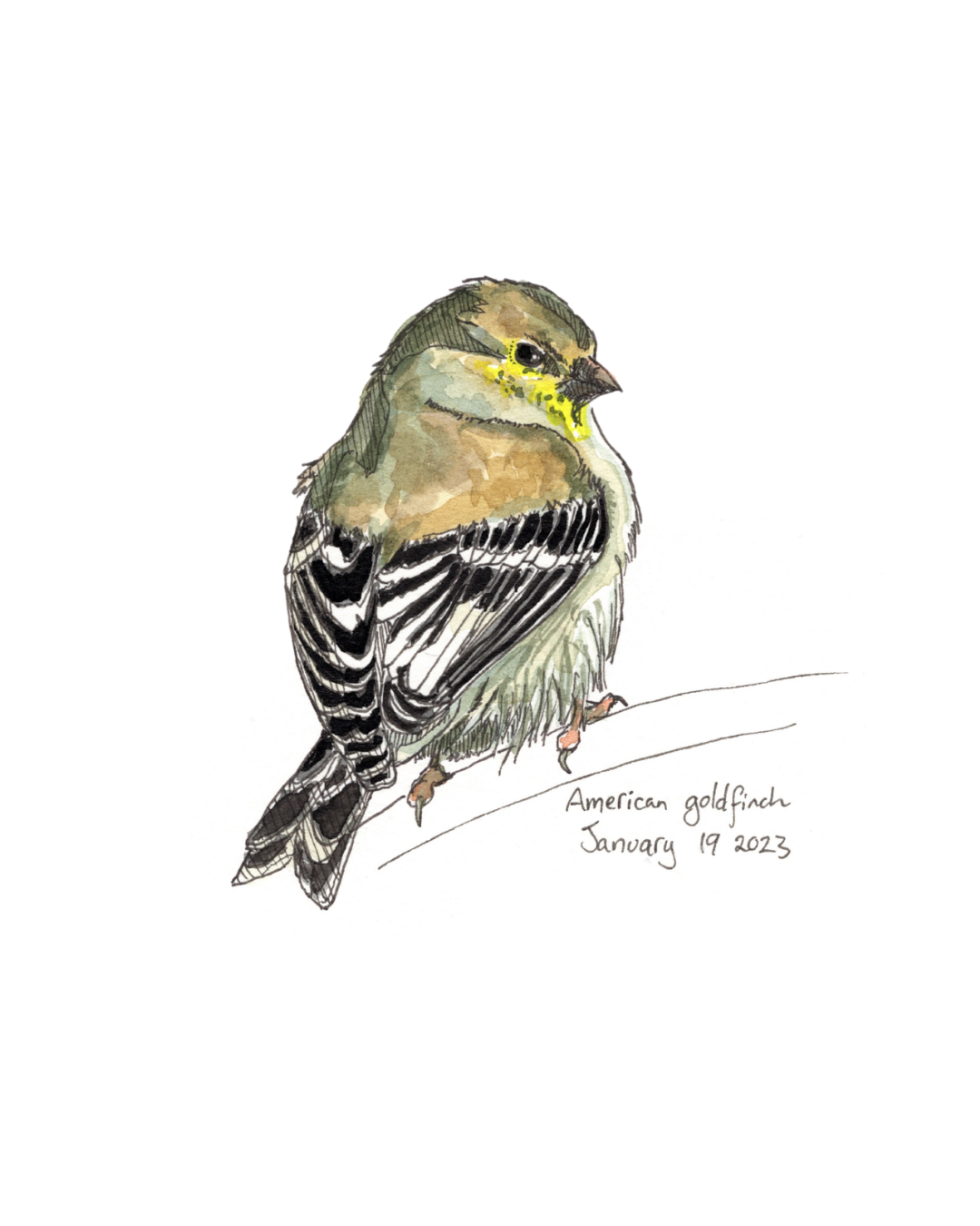 January 19 2023 - American Goldfinch 2