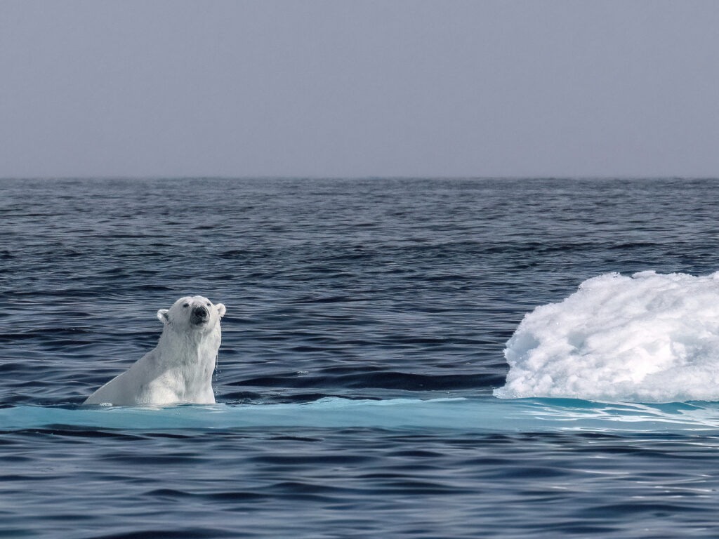 NOW WHAT? Let’s make tomorrow a good day to be a polar bear too!