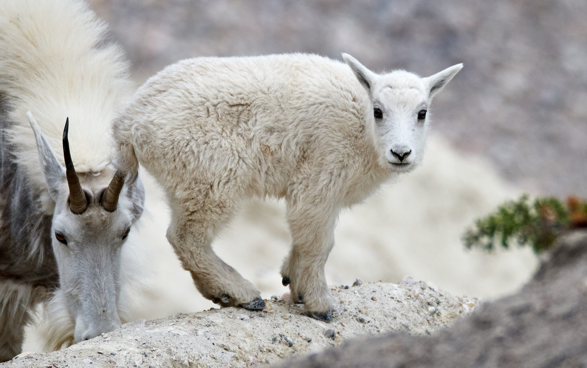 Living the High Life: A Peek at Mountain Goats - Nature Canada