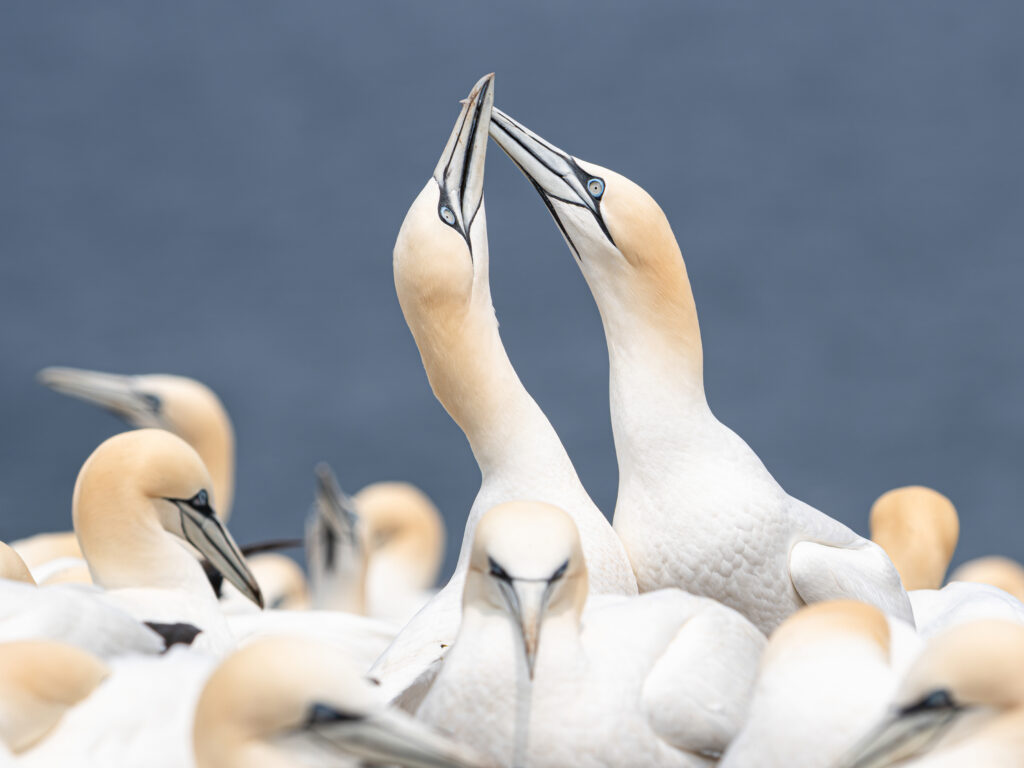 André Mathieu_Northern Gannet