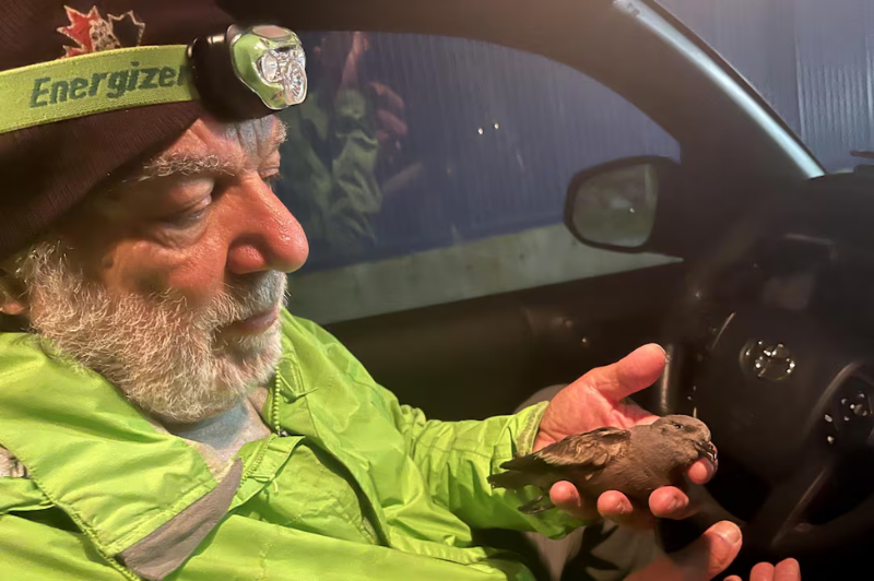 Bill Montevechi shows a small injured storm petrel bird that crashed into a fish plant in Bay De Verde, Newfoundland. (Mary Lynk_CBC)
