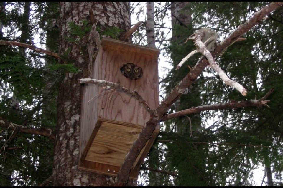 western-screech-owl-campbell-river-2006-tania-tripp