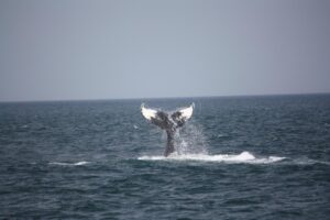 Humpback Whale fluke (Mandy Gibson)