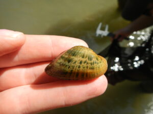 A Snuffbox Mussel (Fisheries and Oceans Canada)