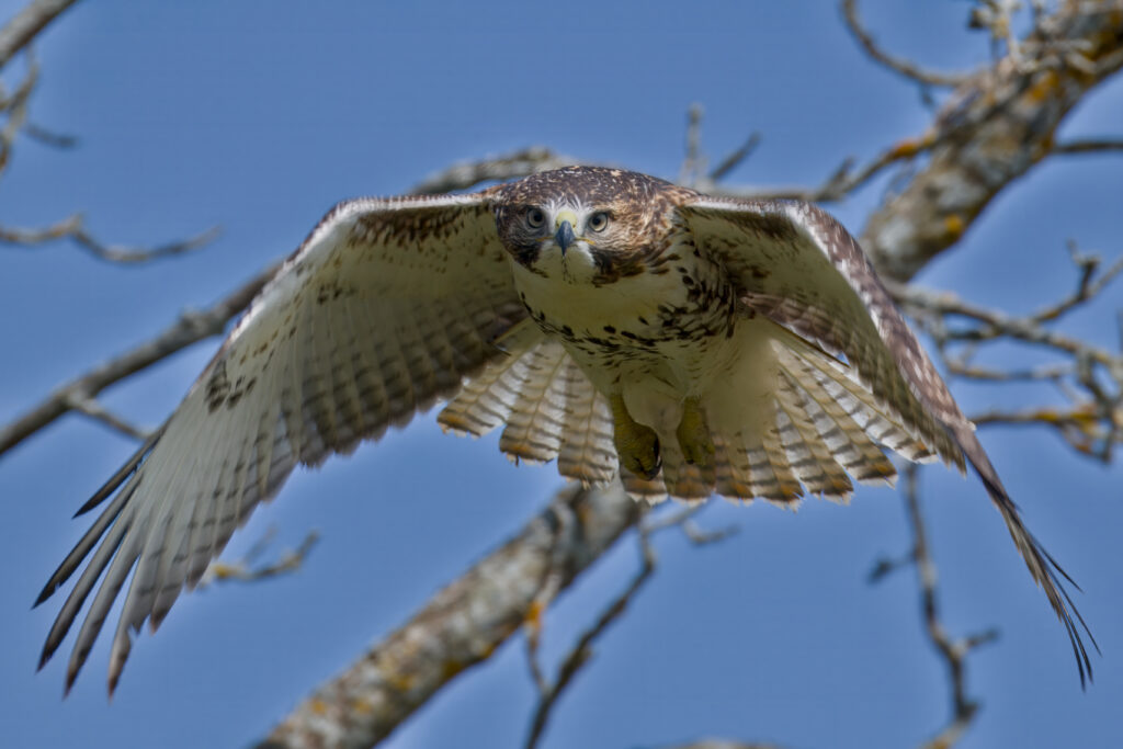 Meet Kenneth: Guardian of Nature Monthly Donor and Legacy Donor